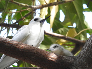 Hawaii White Tern & Chick