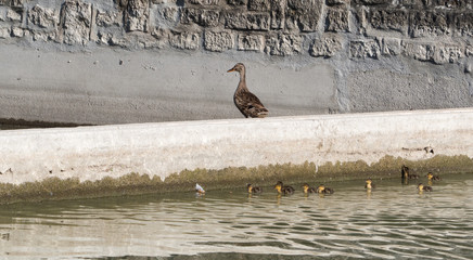 maman canard et ses petits
