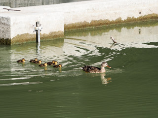maman canard et ses petits