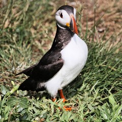 A view of a Puffin on Farne Islands