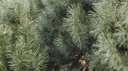 branches of a pine