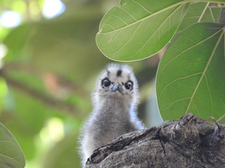 Hawaii White Tern & Chick