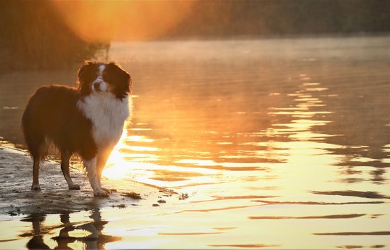 Australian Shepherd