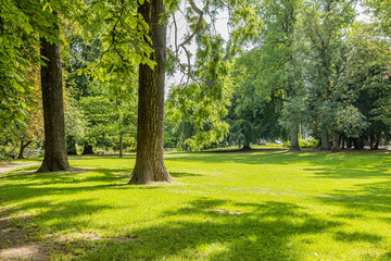 Fototapeta na wymiar Two huge tree trunks on green grass surrounded by trees with abundant foliage, sunny summer day in the public Maastricht city park, South Limburg in the Netherlands