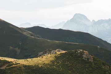 Fototapeta na wymiar Cows grazing in the middle of the mountain in Picos de Europa in Asturias and Cantabria in Spain