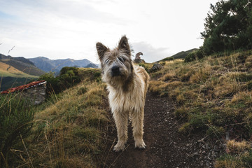 Dog in the middle of the mountain of the Picos de Europa