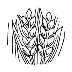 Wheat ears. Outline hand drawing. Isolated vector object on white background. Barley, rye, oats. Symbolic image. For farm products.