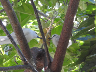 Hawaii White Tern & Chick