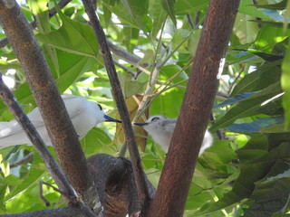 Hawaii White Tern & Chick