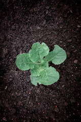 Green young seedling of plant in a brown soil.