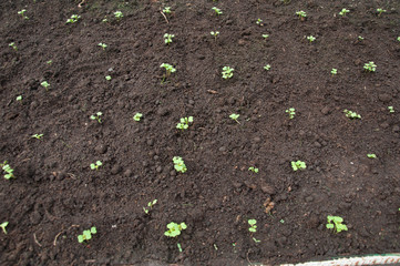 Young green seedlings plants growing the view from the top