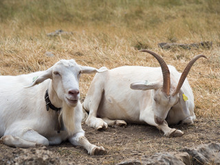LES GORGES DU VERDON