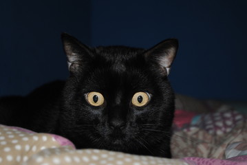 Black cat with yellow eyes staring with attention.