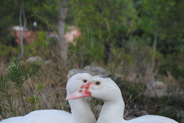 Cairina moschata. Portrait of two white ducks.