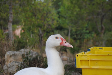 Withe duck portrait.