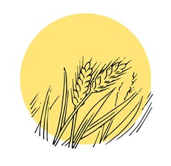 Wheat ears. Outline hand drawing. Isolated vector object on white background. Barley, rye, oats. Symbolic image. For farm products.