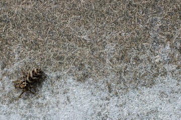 Wasp spider on textured building material