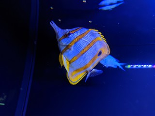 Musée océanographique de Monaco monte Carlo, poissons Némo, crabe méduse requin crustacé tortue de mer poulpe, espèce rare et protégé, Unesco mer sous-marin, profondeurs océan