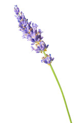 Obraz premium Lavender flower in purple, violet colors - isolated macro image on white background