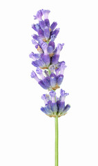 Obraz premium Lavender flower in purple, violet colors on white background - isolated close-up macro image