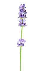 Lavender flower in purple, violet colors on white background - isolated close-up macro image