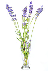 Lavender flower bouquet in purple, violet colors on white background - isolated macro image