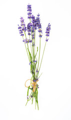Lavender flower bouquet in purple, violet colors on white background - isolated macro image
