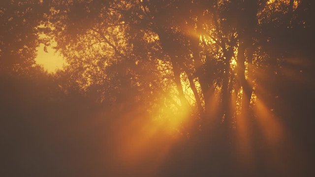 Amazing sunrise landscape in peaceful scenic countryside. Silent calm early morning foggy weather. Soft long sun rays transparenting through branches of old trees. Abstract natural 4k video background