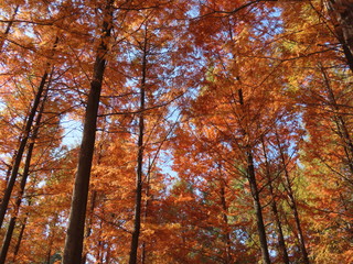 autumn in the forest