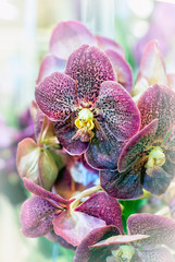 close-up Vanda Orchid flower