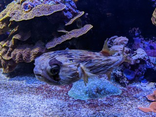 Musée océanographique de Monaco monte Carlo, poissons Némo, crabe méduse requin crustacé...