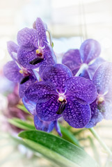 close-up Vanda Orchid flower