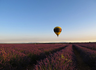 Obraz premium Un globo sobre los campos de lavandas 