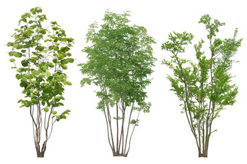 Tree dicut at isolated on white background.