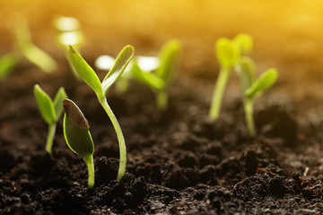 Sunlit young vegetable plants grown from seeds in soil, closeup. Space for text