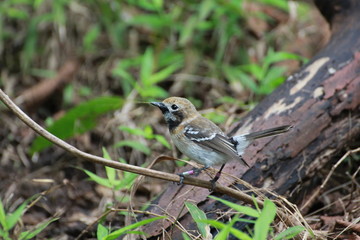 Hawaiian Forest Bird - Elepaio