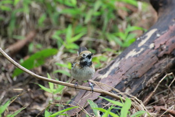 Hawaiian Forest Bird - Elepaio