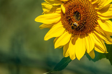 Obraz premium bumble bee is on a yellow sunflower and collects the nectar