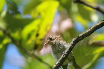 Fototapeta premium Hawaiian Forest Bird - Elepaio