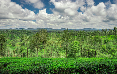 Fototapeta na wymiar tea garden with green forests and amazing blue sky