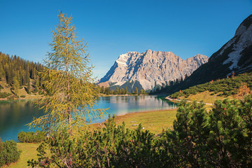 idyllic alpine lake Seebensee, larch tree and conifer in front. view to Zugspitze mountain
