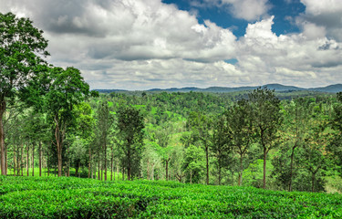 Fototapeta na wymiar tea garden with green forests and amazing blue sky