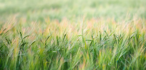 Agricultural field with ears of young barley on sunset. Agricultural panoramic landscape background