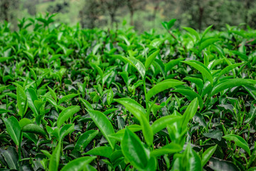 Obraz premium tea leaves isolated close up top angle shot