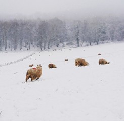 Naklejka premium cows in snow