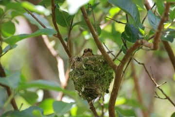 Hawaiian Forest Bird - Elepaio