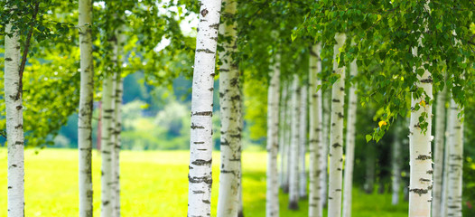 Beautiful birch grove, summer natural panoramic background. Panorama of birch forest