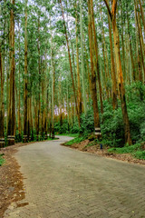 Fototapeta premium tarmac road isolated in the middle of dense green forest