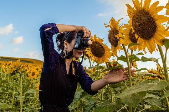 Photographer girl taking photos among the sunflowers. Sunny weathe
