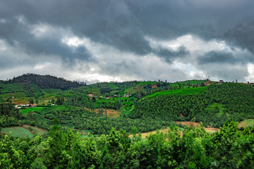 Fototapeta na wymiar mountains covered with tea gardens and green forests